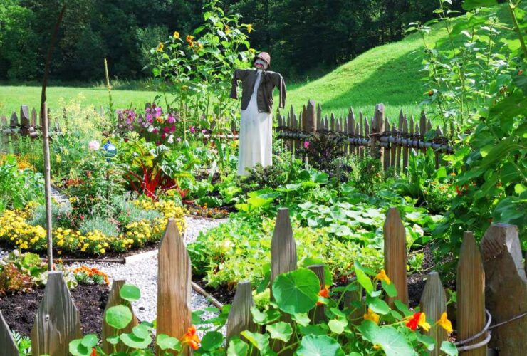 Fence for Vegetable Garden