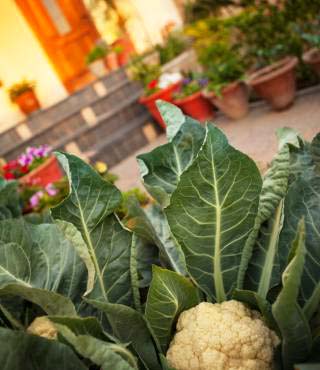 Front Yard Vegetable Garden