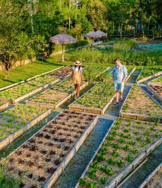 Front Yard Vegetable Garden