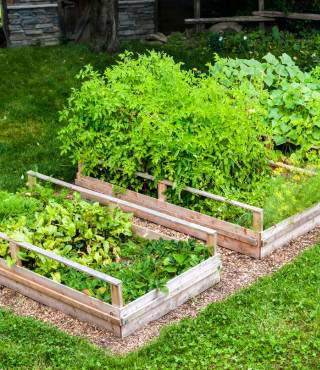 Front Yard Vegetable Garden