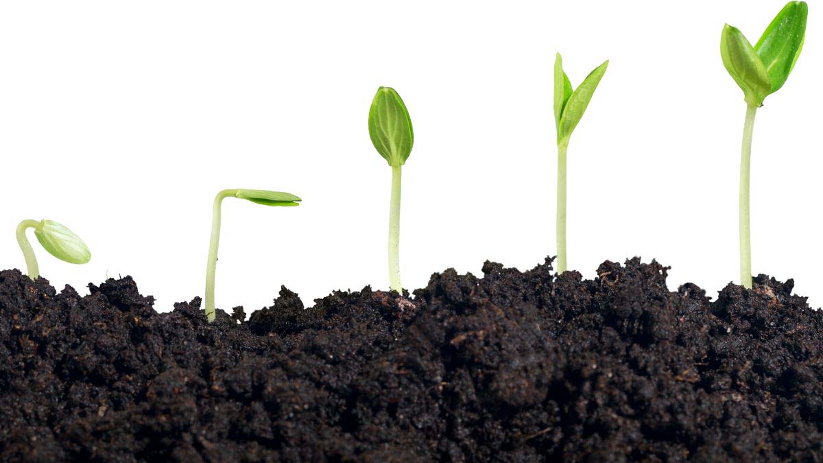 garlic growing stages