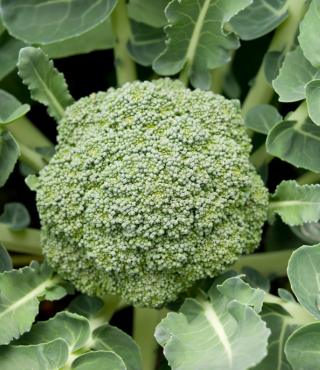 Growing Stages of Broccoli