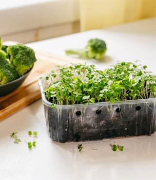 Growing Stages of Broccoli