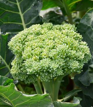 Growing Stages of Broccoli