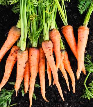 growing stages of carrots