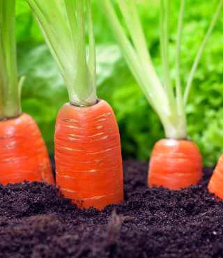 growing stages of carrots