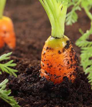 growing stages of carrots