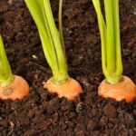 growing stages of carrots