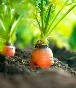 growing stages of carrots