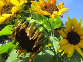 Growing Stages of Sunflowers