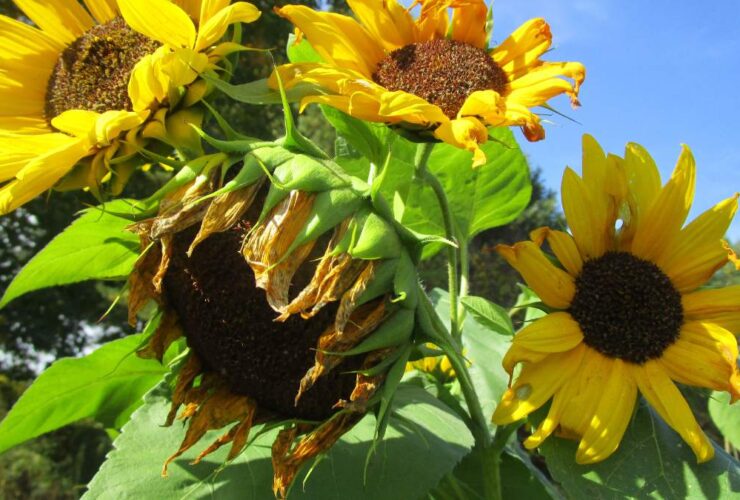 Growing Stages of Sunflowers