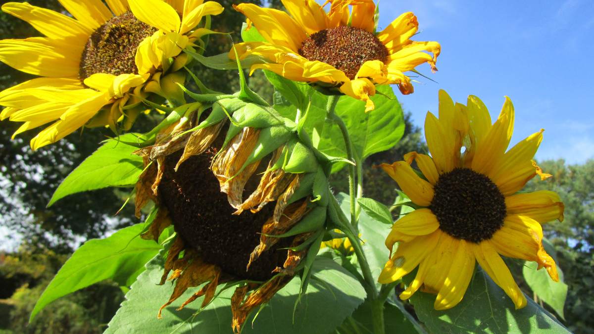 Growing Stages of Sunflowers