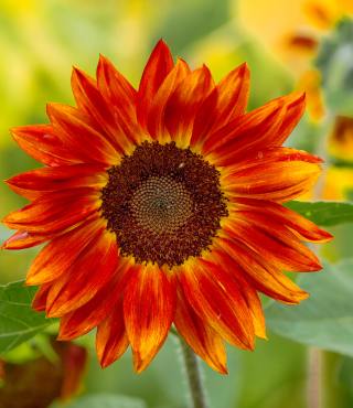 Growing Stages of Sunflowers