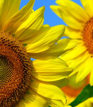 Growing Stages of Sunflowers