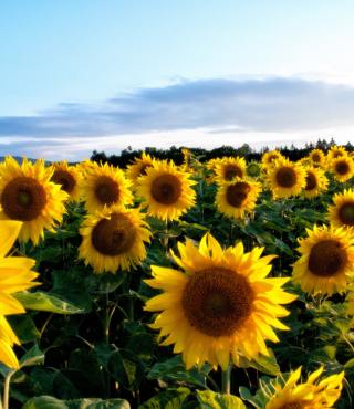 Growing Stages of Sunflowers