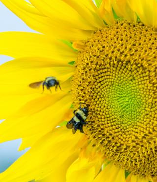 Growing Stages of Sunflowers