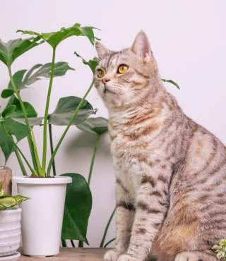 how to keep cats from eating plants