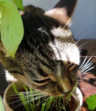 how to keep cats from eating plants