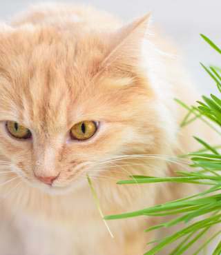 how to keep cats from eating plants