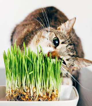 how to keep cats from eating plants