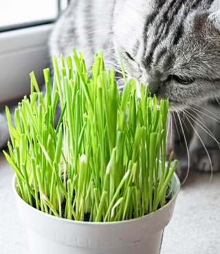 how to keep cats from eating plants