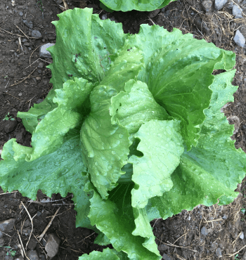 iceberg lettuce growing stages