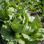 iceberg lettuce growing stages