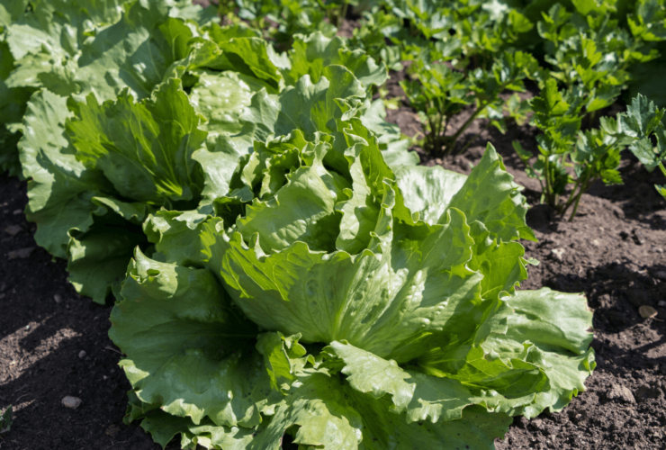 iceberg lettuce growing stages