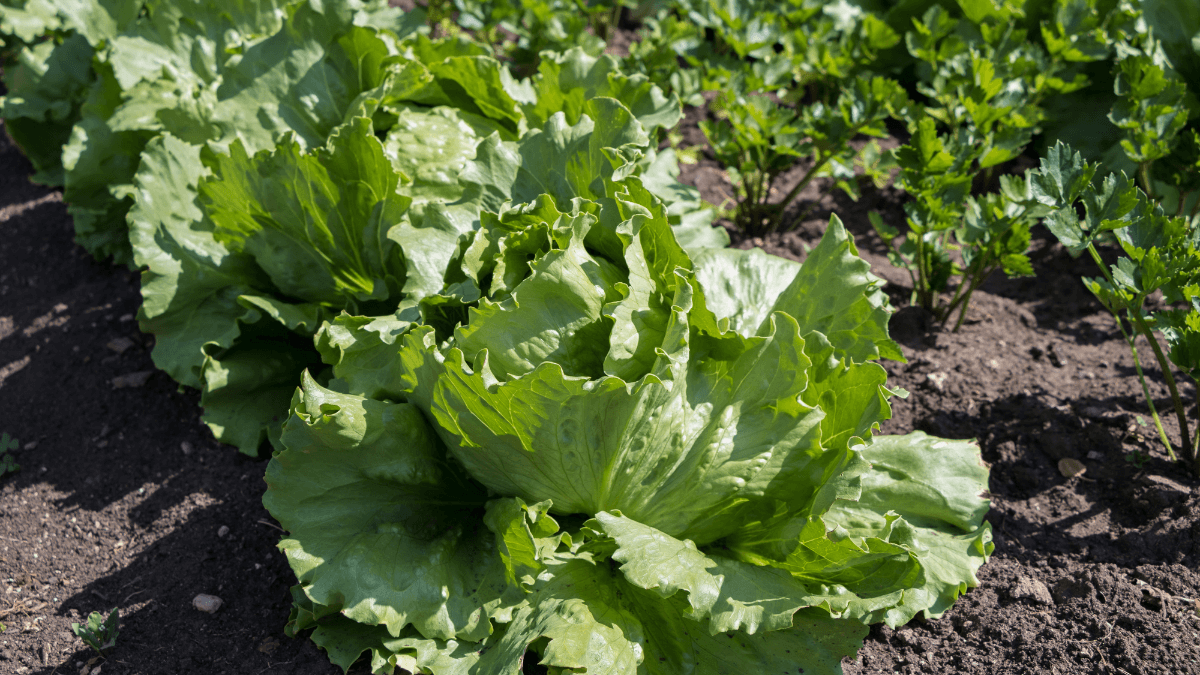 iceberg lettuce growing stages