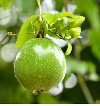 passion fruit growing stages