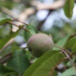 Passion Fruit Growing Stages