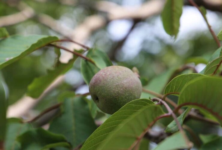 Passion Fruit Growing Stages