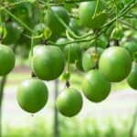 passion fruit growing stages