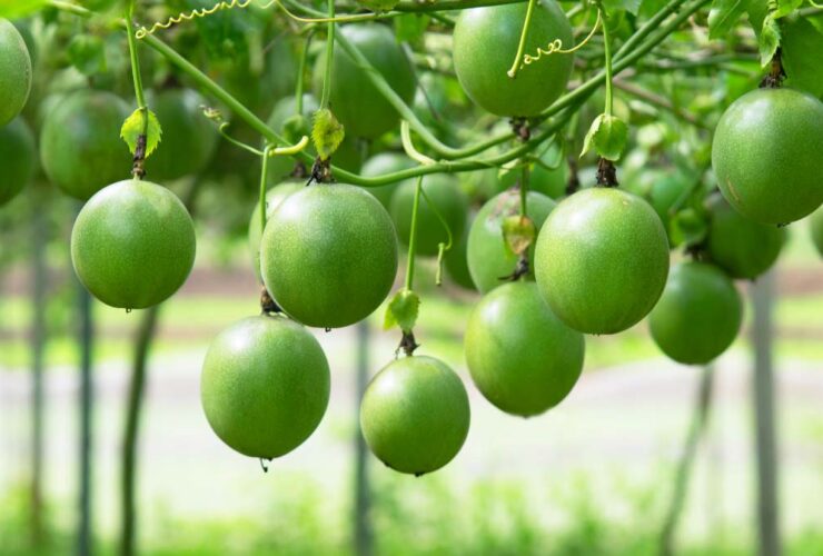 passion fruit growing stages