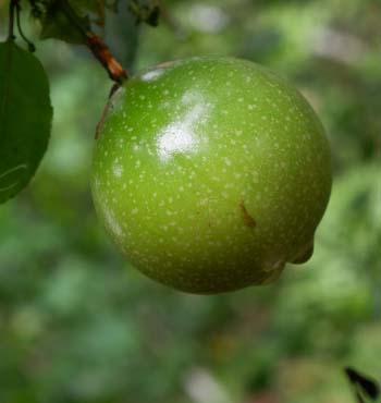 passion fruit growing stages