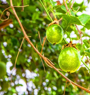 passion fruit growing stages