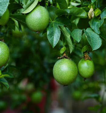 passion fruit growing stages