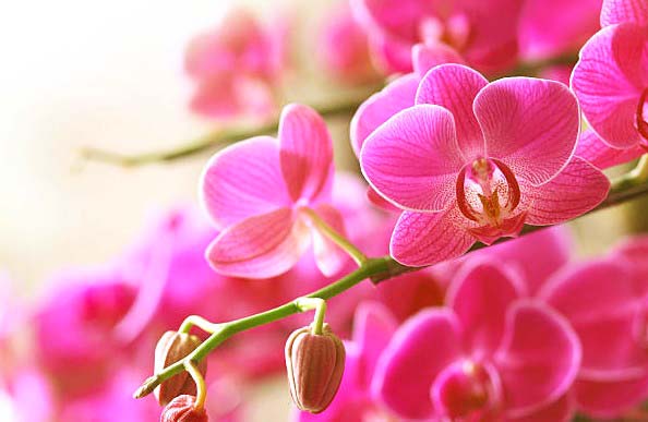 pink orchids