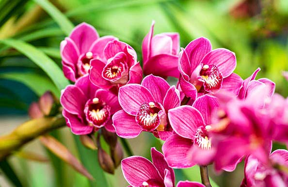 pink orchids