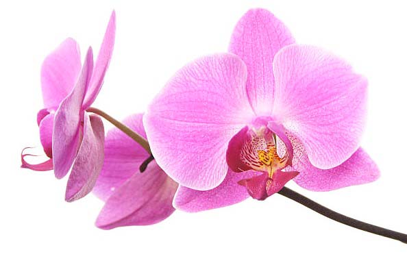 pink orchids