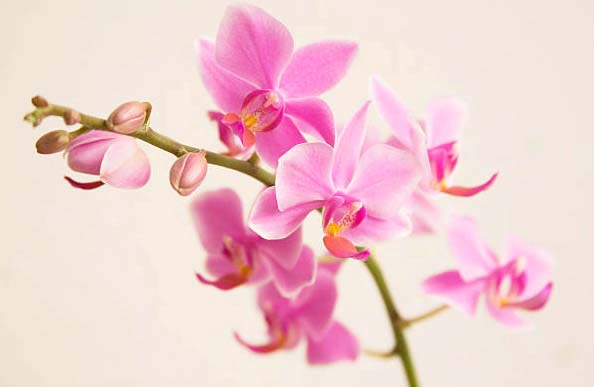 pink orchids