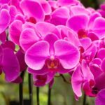 pink orchids