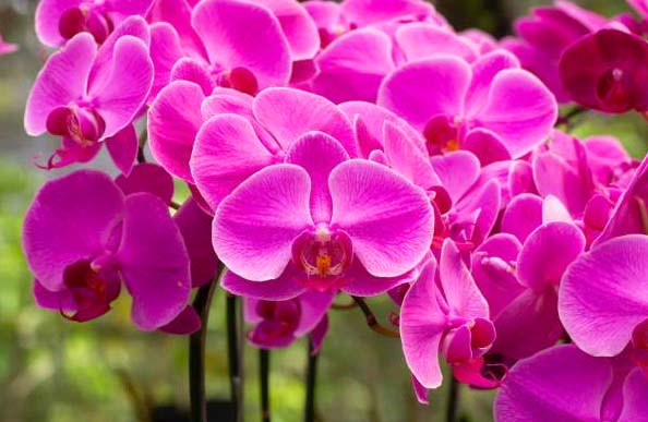 pink orchids