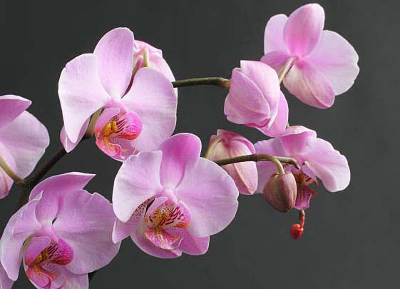 pink orchids