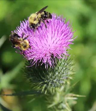 Purple Flower Weed