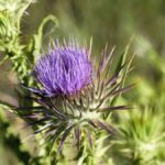 Purple Flower Weed