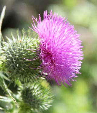 Purple Flower Weed