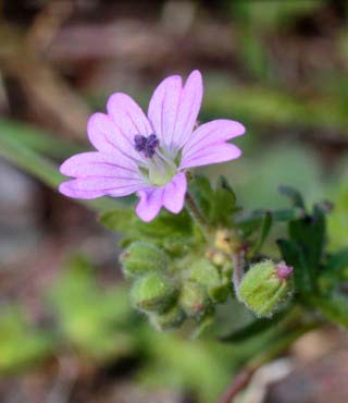 Purple Flower Weed