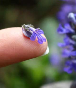 Purple Flower Weed