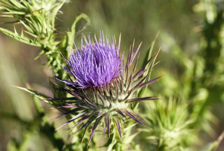 Purple Flower Weed